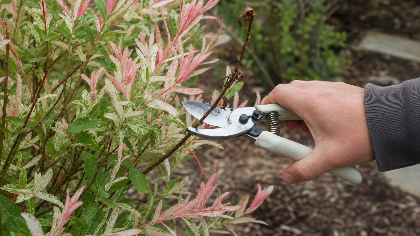 taille propre d une branche seche de saule crevette au secateur