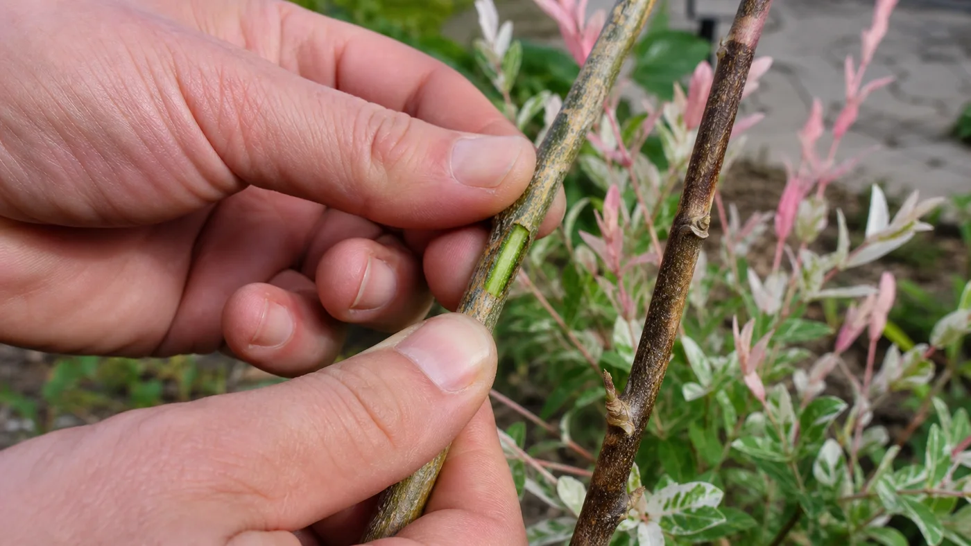 test du grattage sur une branche de saule crevette pour verifier le bois vivant